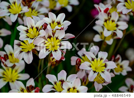 スパラキシス スイセンアヤメ スパラキシス スイセンアヤメ 48846549