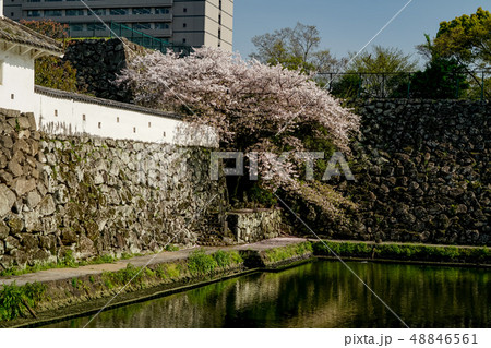 サクラ 城址公園 サクラ 城址公園 48846561