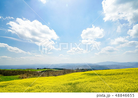 菜の花 亀石峠 菜の花 亀石峠 48846655