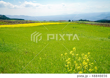 菜の花　亀石峠 48846656