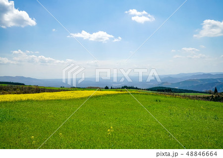 菜の花 亀石峠 菜の花 亀石峠 48846664