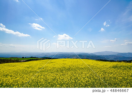 菜の花　亀石峠 48846667