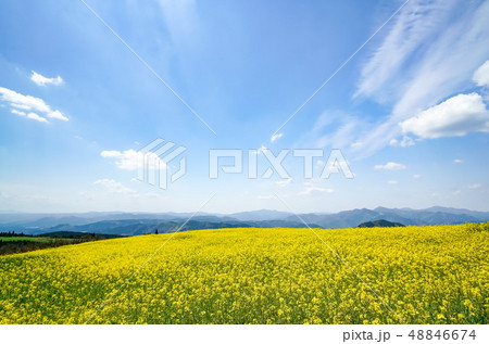 菜の花 亀石峠 菜の花 亀石峠 48846674