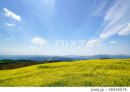 菜の花 亀石峠 菜の花 亀石峠 48846678
