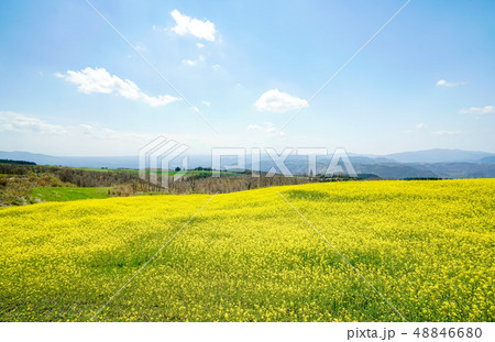 菜の花 亀石峠 菜の花 亀石峠 48846680