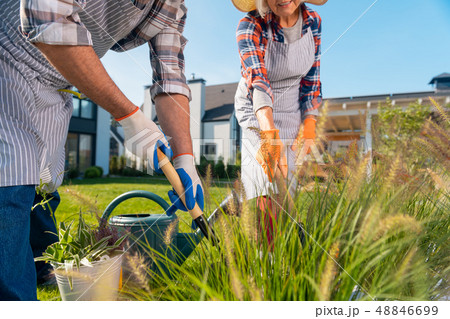 Pleasant retired wife and husband working together in the garden Pleasant retired wife and husband working together in the garden 48846699