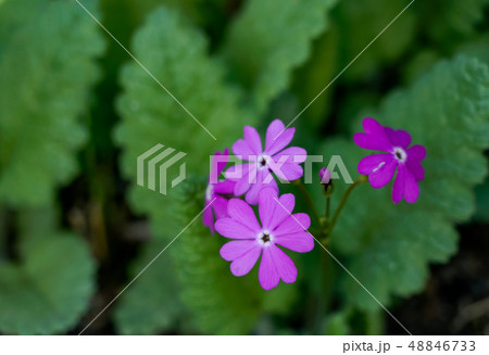 サクラソウ サクラソウ 48846733