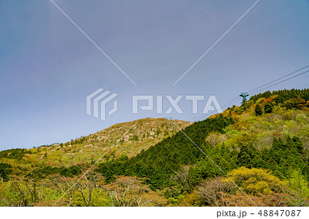 別府鶴見山 ヤマサクラ 別府鶴見山 ヤマサクラ 48847087