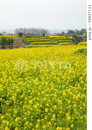 菜の花 長崎鼻 菜の花 長崎鼻 48847111