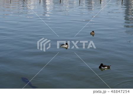 池に浮かぶ水鳥 48847254