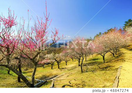 宝登山梅百花園９ 48847274