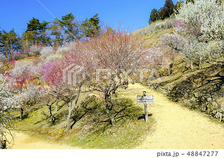 宝登山梅百花園6 宝登山梅百花園6 48847277