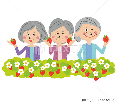 ポップな3人のシニアの女性　いちご狩り 48848417