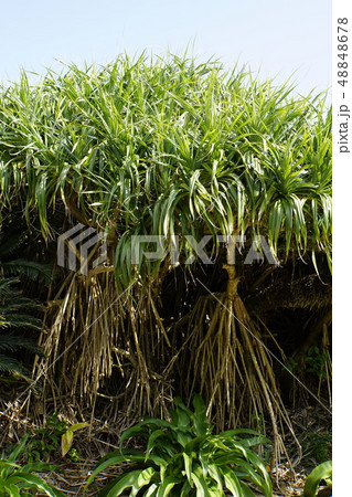 アダン タコノキ 亜熱帯植物 奄美大島の写真素材