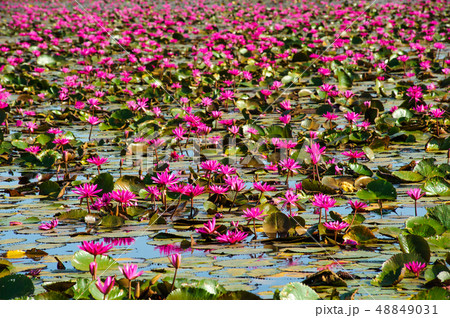 the red lotuses in the full blooming is in the 48849031