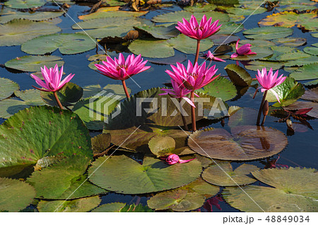 the red lotuses in the full blooming  48849034