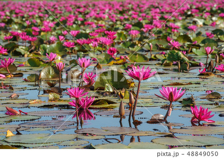 Sea of pink and red lotus at ayutthaya Thailand 48849050