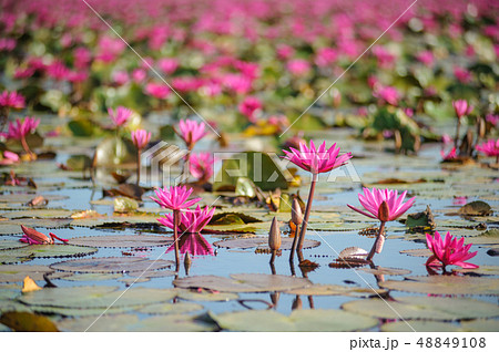 Nature of Beautiful Red Lotus Sea at ayutthaya in 48849108