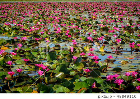 Lotus Field in the lek Ayutthya .Thailand 48849110
