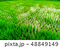 Rice field in  Thialand 48849149
