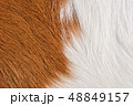 brown and white real cow skin texture background 48849157