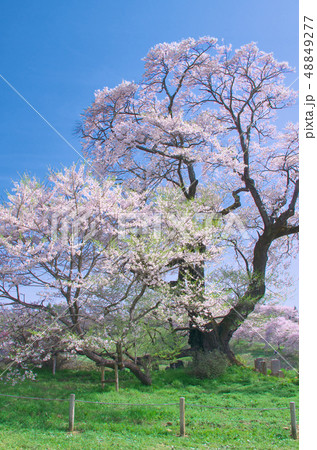 一本桜 塩ノ崎の大桜の写真素材