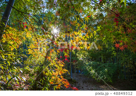 紅葉 秋イメージ 紅葉 秋イメージ 48849312