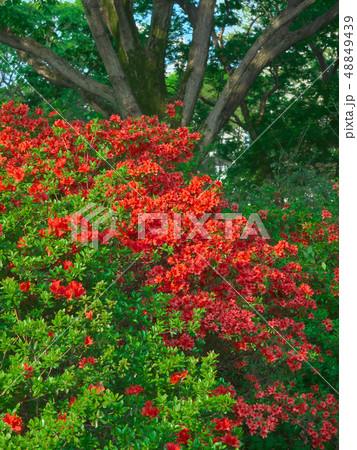 鮮やかに咲くツツジ 鮮やかに咲くツツジ 48849439