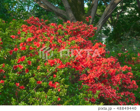 鮮やかに咲くツツジ 48849440