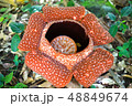 ラフレシアの花 ラフレシアの花 48849674