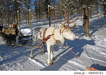 犬ソリ 48849703