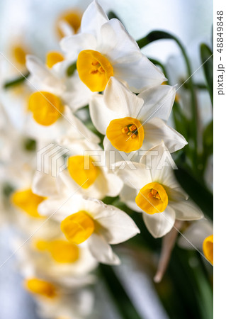 水仙の花 水仙の花 48849848