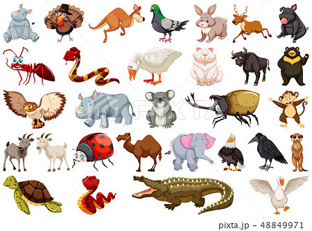 Set of animal character Set of animal character 48849971