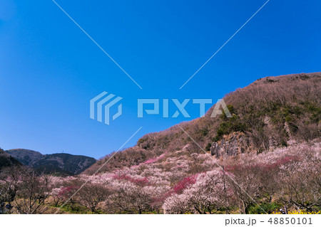 梅林の風景 48850101