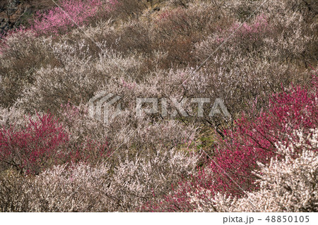 梅林の風景 48850105