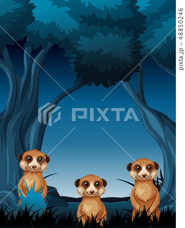Meercat at night scene Meercat at night scene 48850246