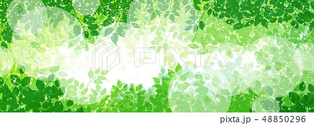 緑の植物と木漏れ日 48850296