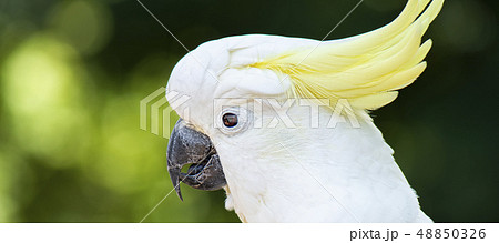 Yellow Crested Cockatoo 48850326