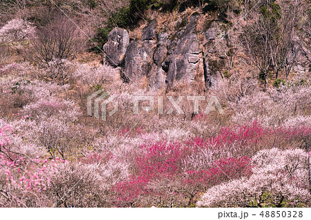 梅林の風景 48850328