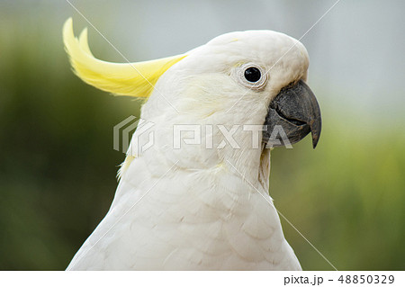 Yellow Crested Cockatoo 48850329
