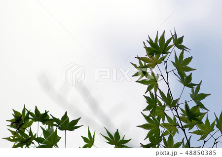 青モミジ 青モミジ 48850385