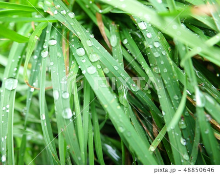 水滴と葉 48850646