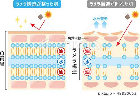 ラメラ構造 肌の断面図 ラメラ構造 肌の断面図 48850653