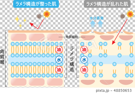 ラメラ構造 肌の断面図 ラメラ構造 肌の断面図 48850653