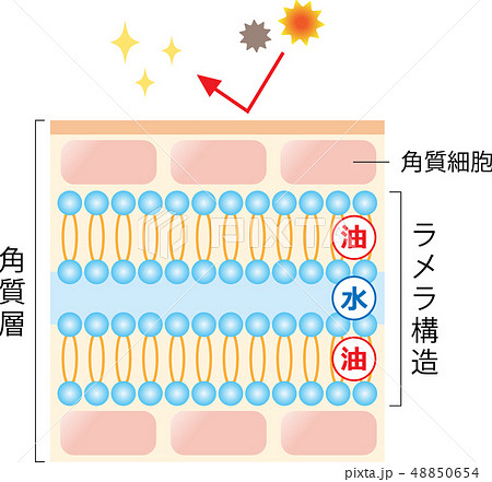 ラメラ構造が整った肌　断面図 48850654