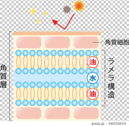 ラメラ構造が整った肌　断面図 48850654