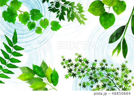 新緑　葉　緑　背景  48850664