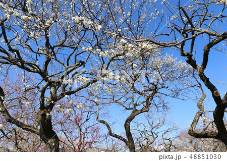 偕楽園 水戸の梅まつり 白梅と紅梅 偕楽園 水戸の梅まつり 白梅と紅梅 48851030