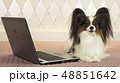 Papillon dog is lying near the laptop on bed 48851642