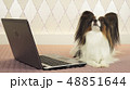 Papillon dog is lying near the laptop on bed 48851644